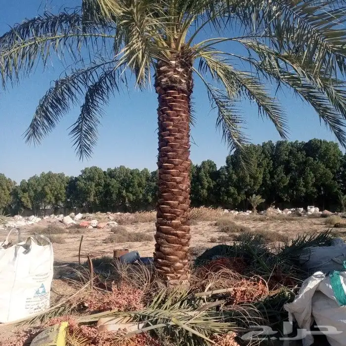 تكريب وتوريد وغرس النخل 2