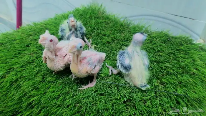 فروخ كروان وروز و كنيور تقبل الغر 2