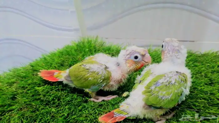 فروخ كروان وروز و كنيور تقبل الغر 4