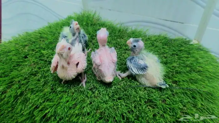 فروخ كروان وروز و كنيور تقبل الغر 1