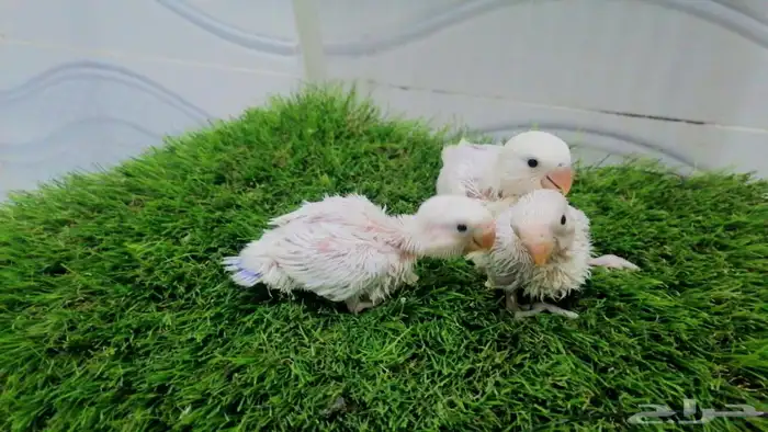 فروخ كروان وروز و كنيور تقبل الغر 3