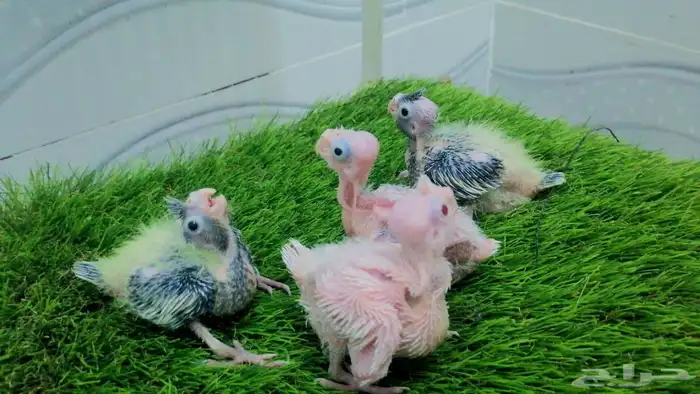 فروخ كروان وروز و كنيور تقبل الغر 0