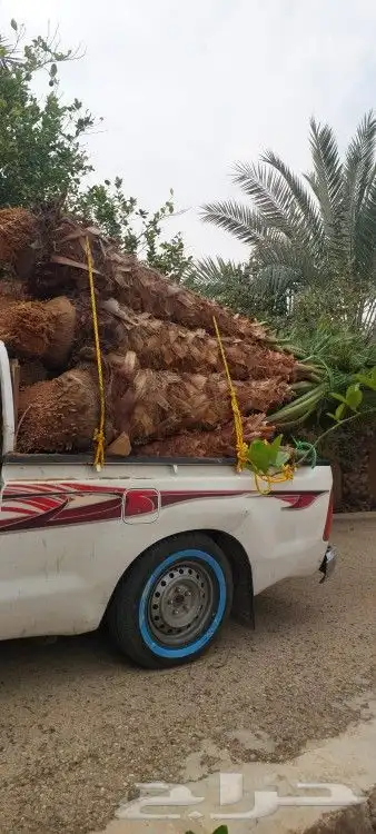 يوجد لدينا نخيل للبيع 1
