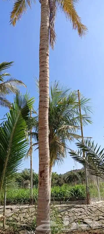 نخل زينه وعربي للبيع 6