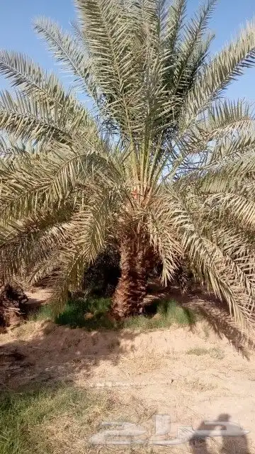 السلام عليكم نفدك بن نشوك ولقح النخل عربي في الموسم 0