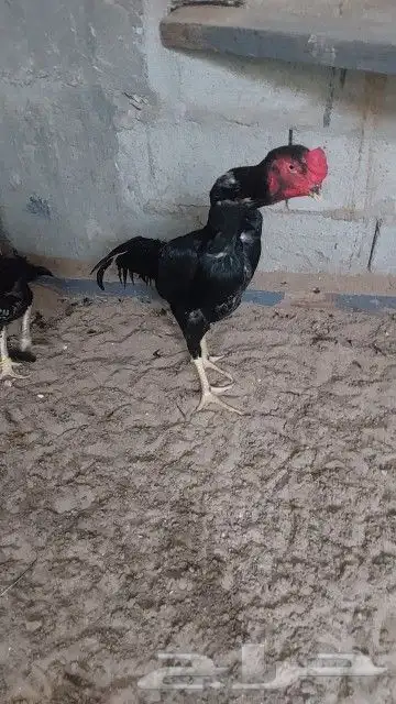 شامو الماني هزاز 1