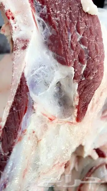 لحم حاشي لباني الكيلو ب55 1