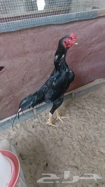 شامو الماني هزاز 0