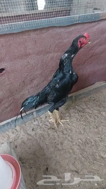 شامو الماني هزاز 3