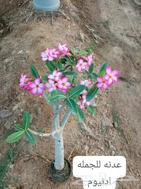 منجوه كل الأنواع 3