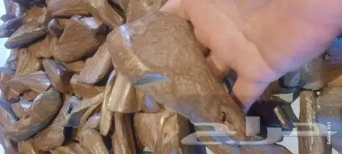 عود مروكي طبيعي جدا سوبر بسعر مغري 0