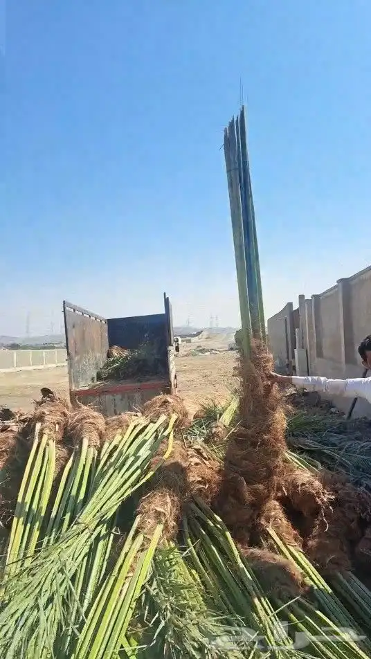 نخل زينه وعربي للبيع 0