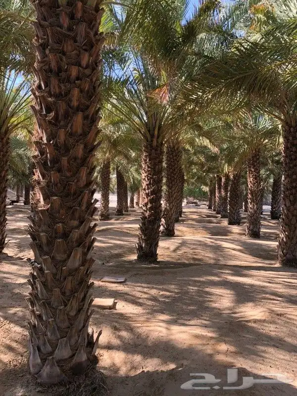 السلام عليكم نفدك بن نشوك ولقح النخل عربي في الموسم 1
