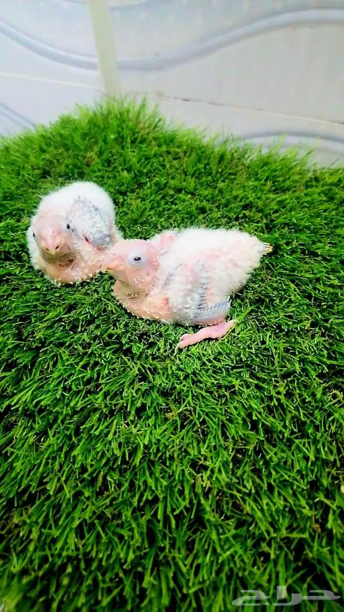 فروخ كروان وروز و كنيور تقبل الغر 5