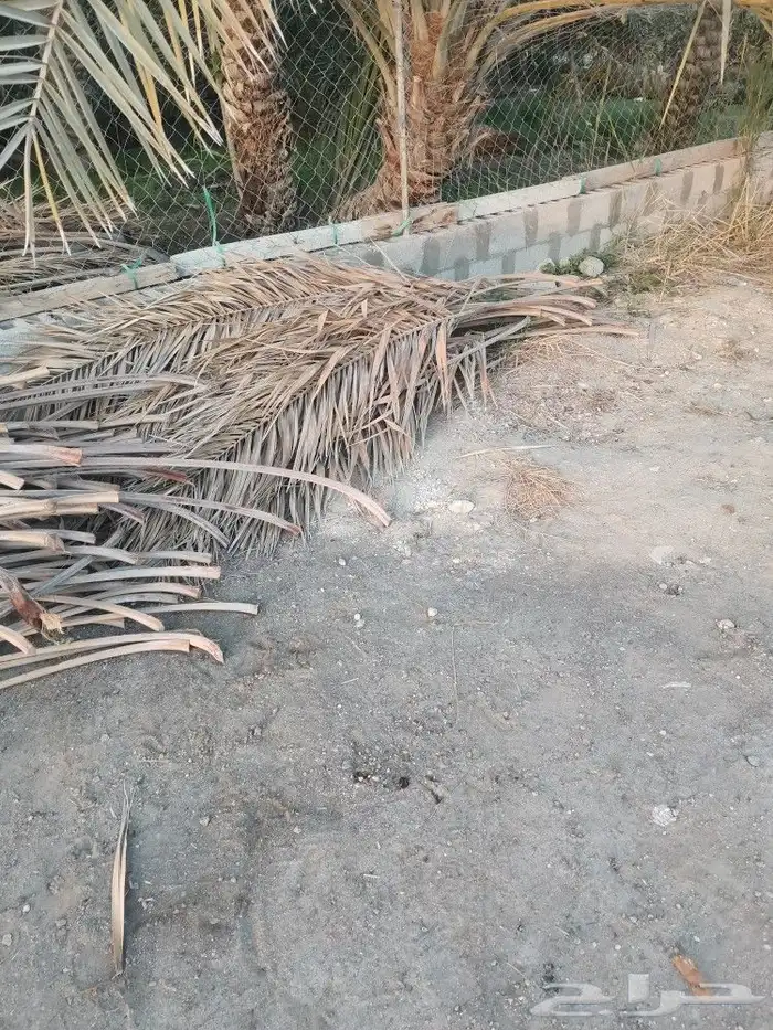 للبيع سعف نخيل 1