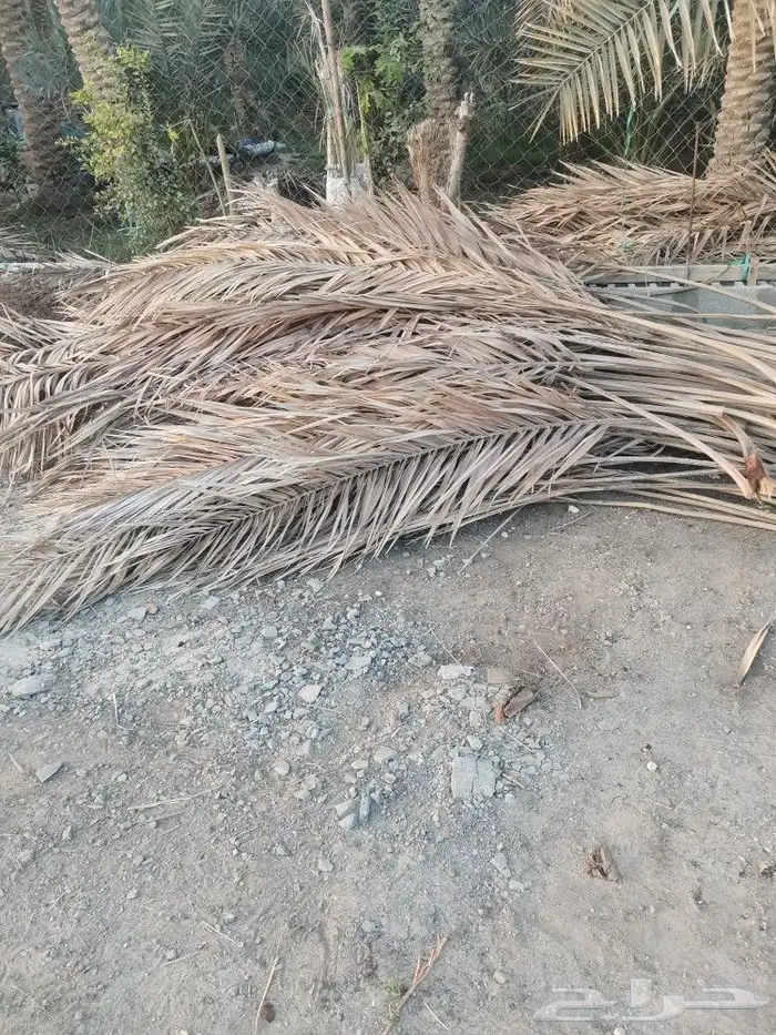للبيع سعف نخيل 0