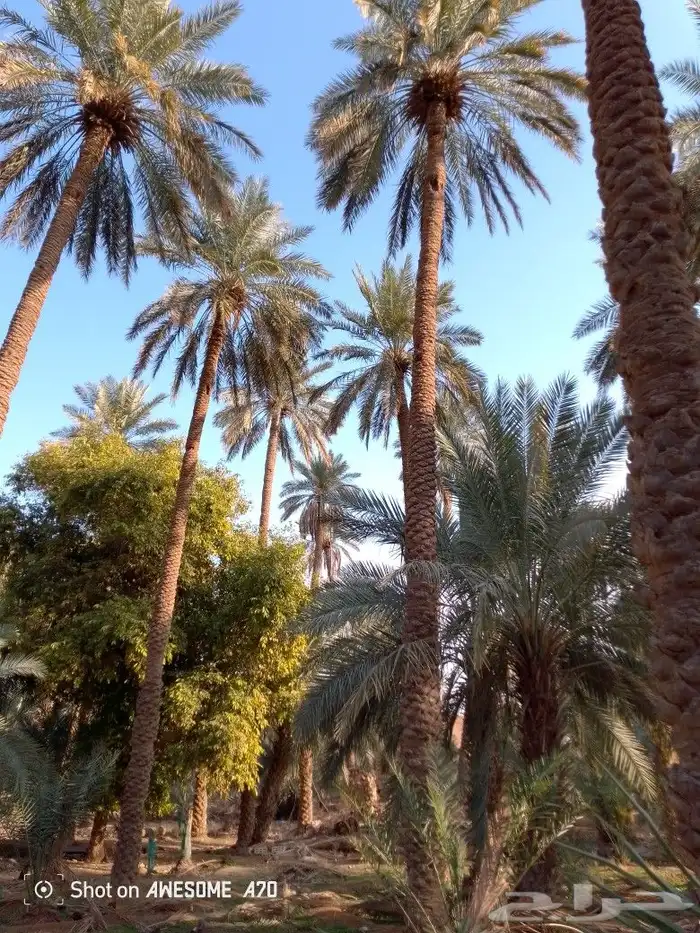 تشويك تلقيح نخل 5