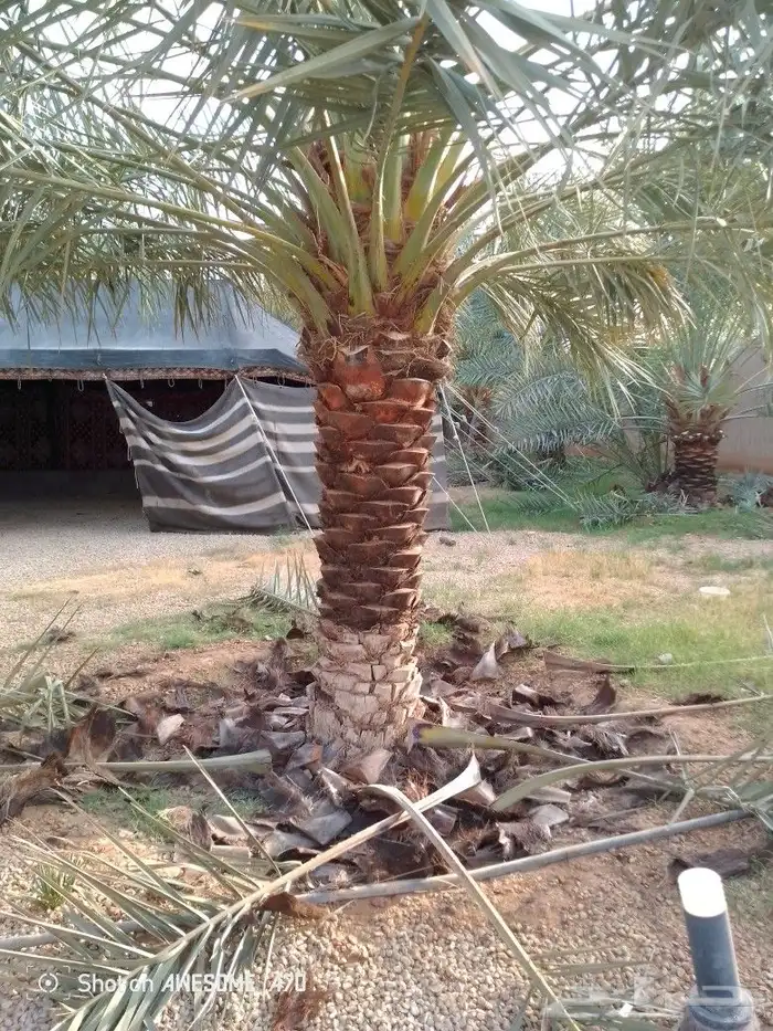 تشويك تلقيح نخل 1