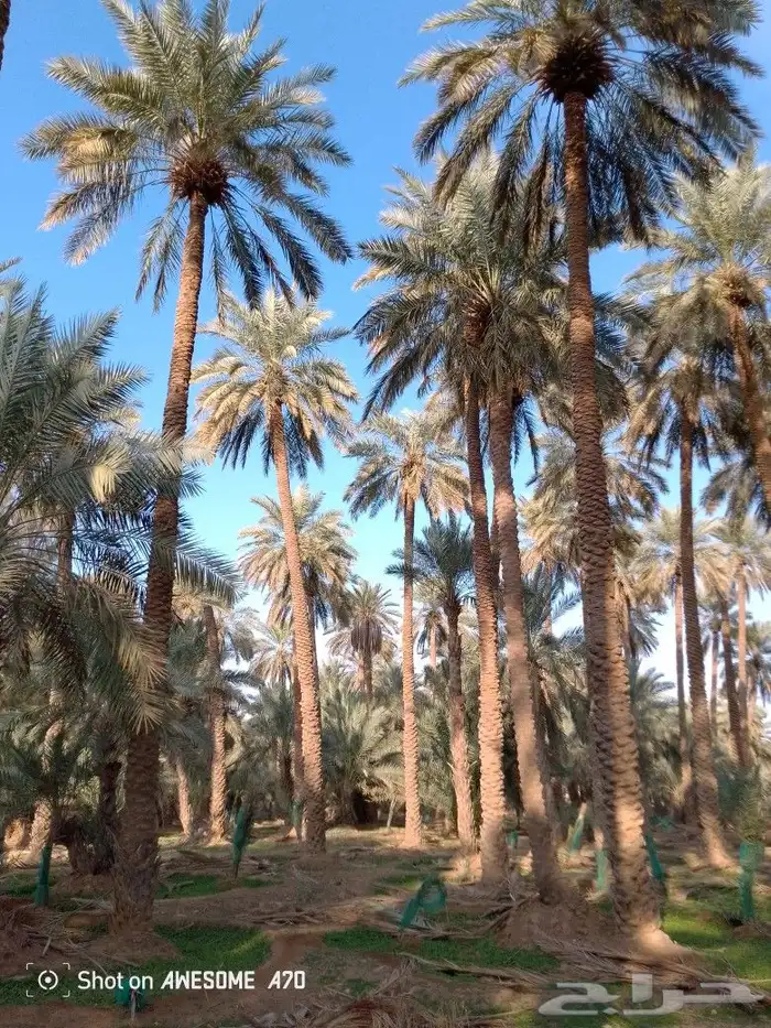 تشويك تلقيح نخل 4