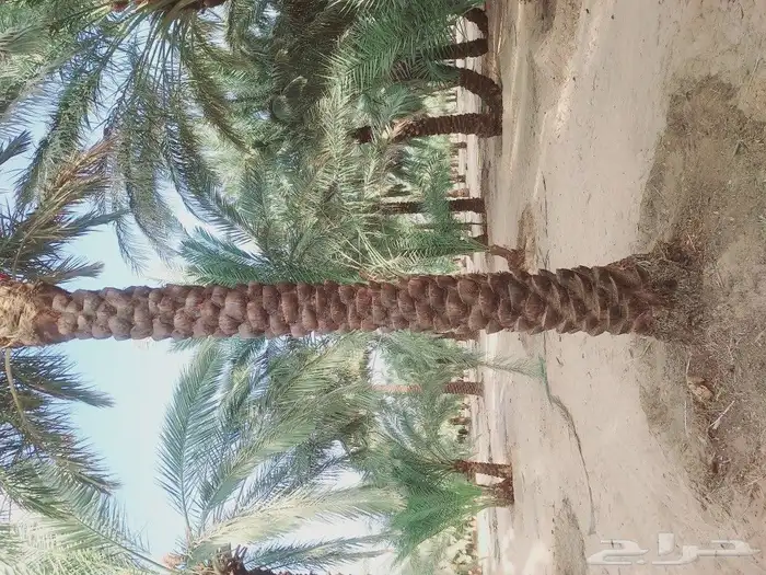 لشغل النخيل تكريب تحويض تشويك 3