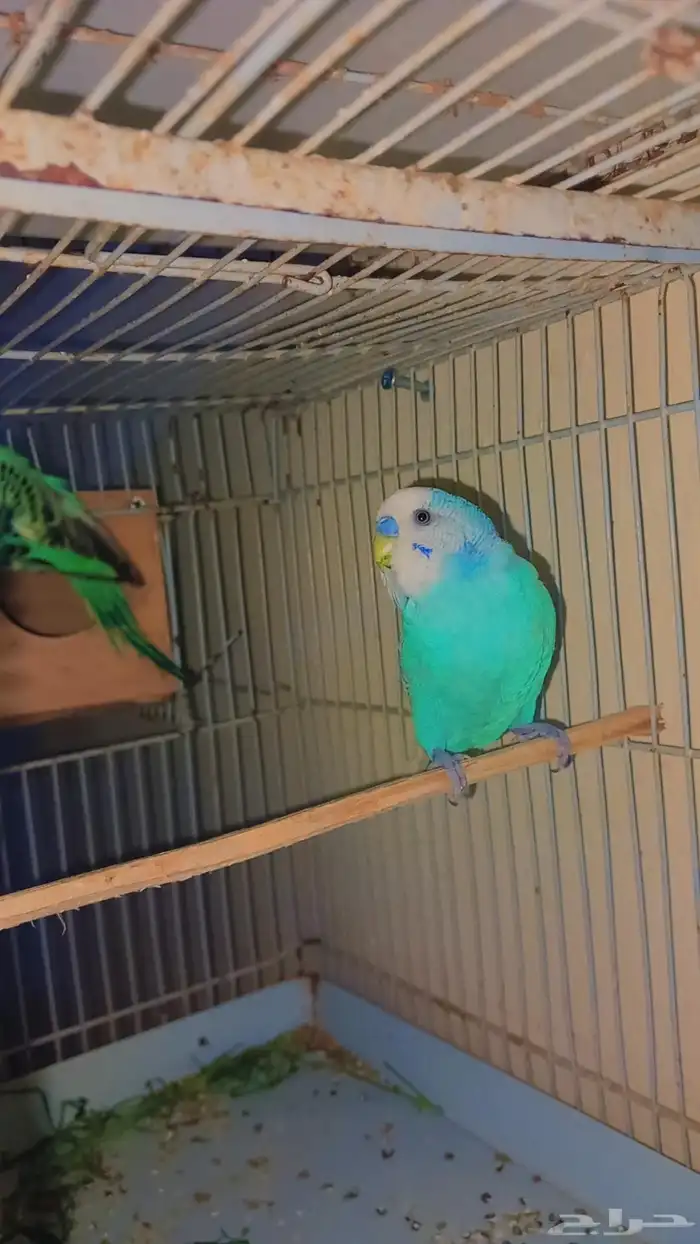 زوج بادجي منتج شرط 3