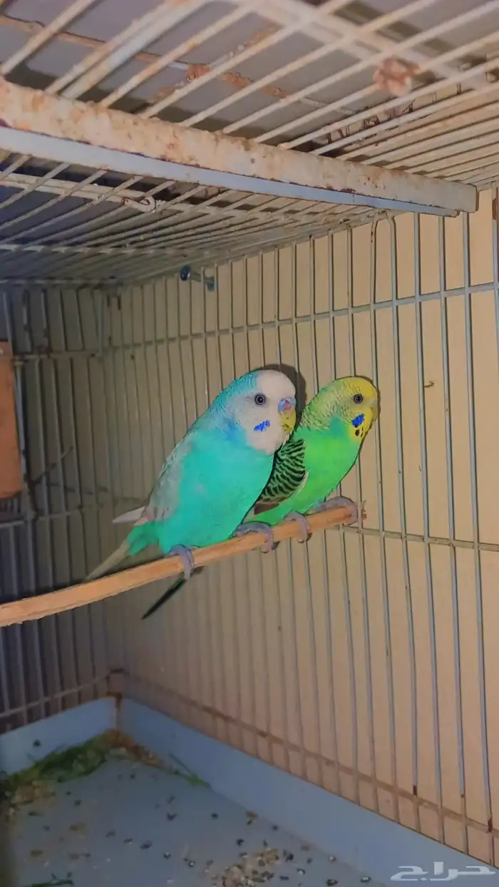 زوج بادجي منتج شرط 1