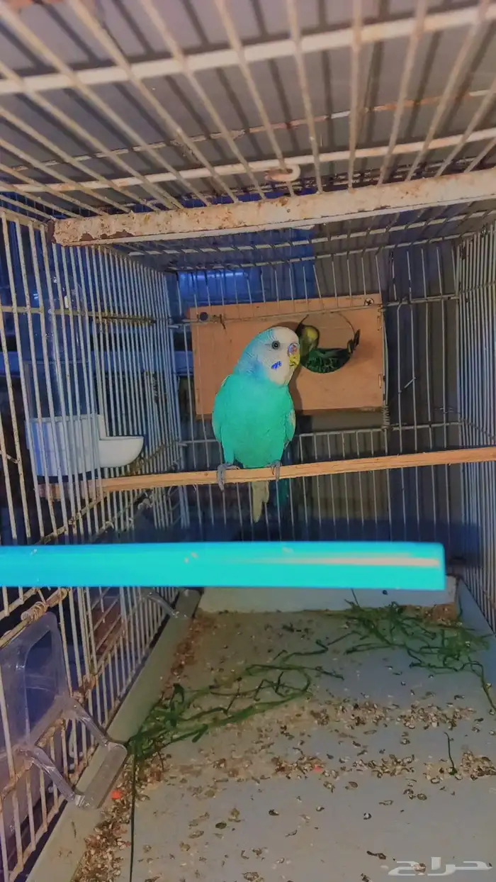 زوج بادجي منتج شرط 2