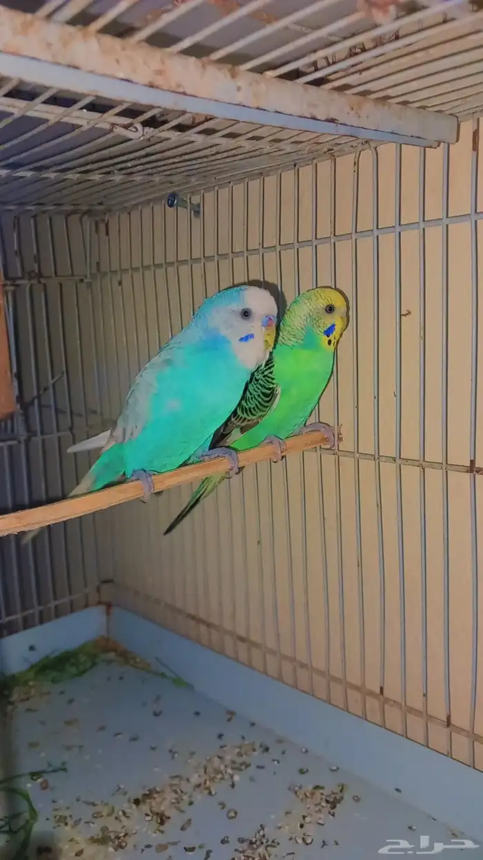 زوج بادجي منتج شرط 0