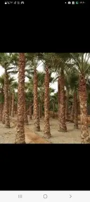 نخل زينه وشنطني 1