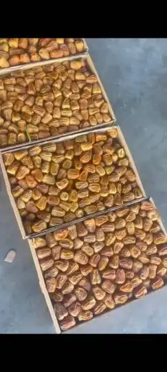 سكري القصيم مفتل 0