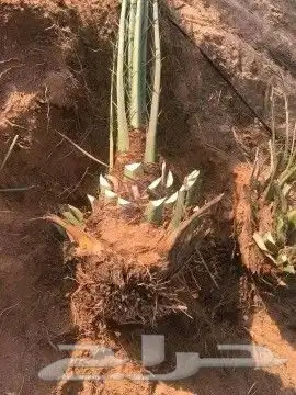 نخل للبيع ممتاز التوص مجاني الا كل مكان 1