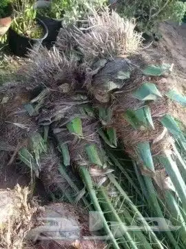 نخل للبيع ممتاز التوص مجاني الا كل مكان 2