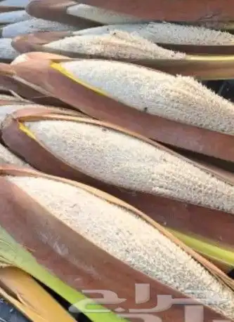 لقاح نخيل بار جديد طازج وناشف 0