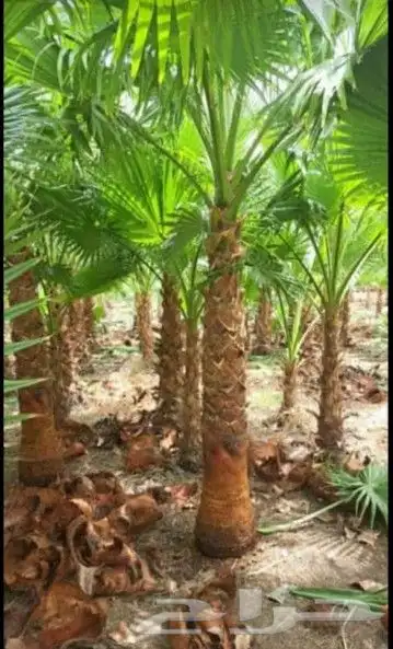 نخل واشنطوني زينه أمريكي 11