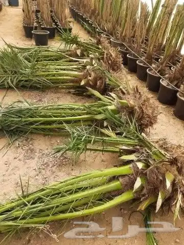 نخل للبيع ممتاز التوص مجاني الا كل مكان 3