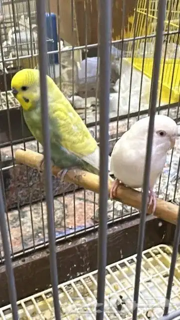 للبيع بادجي 0