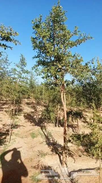 يوجد لدينااا سدر بلدي بري صيني جميع المقاسات. لتواصل 4
