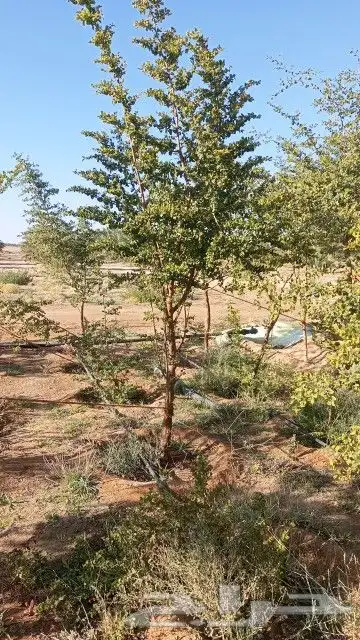 يوجد لدينااا سدر بلدي بري صيني جميع المقاسات. لتواصل 2