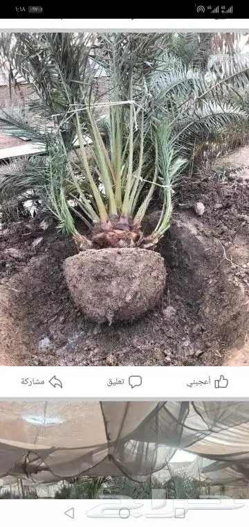 نخيل وزيتون وربراب 5