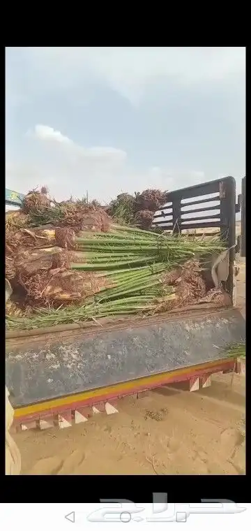 نخيل وزيتون وربراب 8