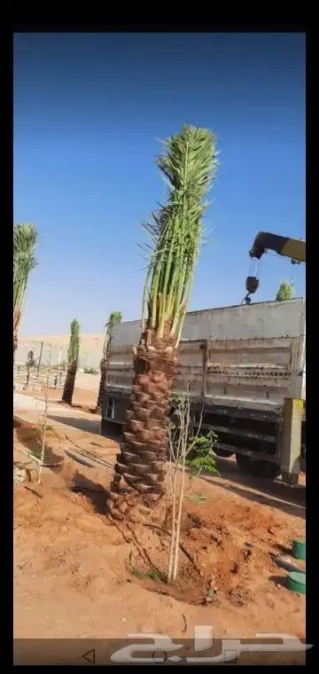 نخيل وزيتون وربراب 4