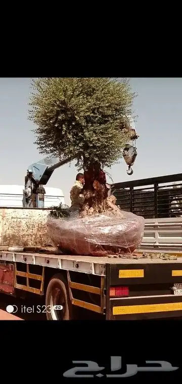 نخيل وزيتون وربراب 9