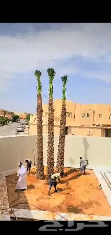 نخيل وزيتون وربراب 6