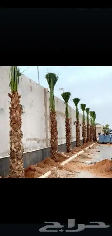 نخيل وزيتون وربراب 1