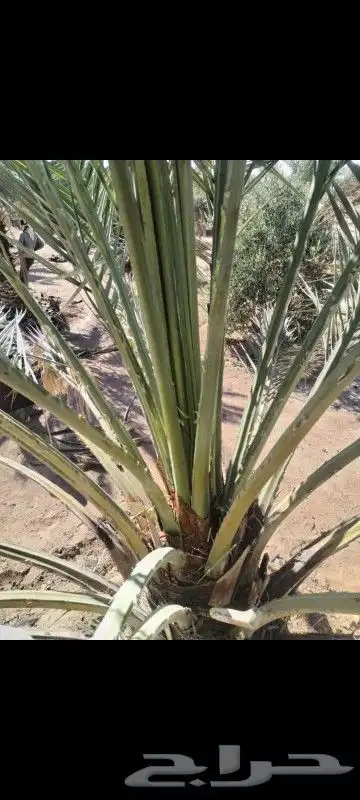 لشغل النخيل تكريب تحويض تشويك 0