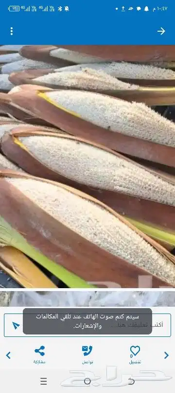 لقاح نخيل بار جديد طازج وناشف 1