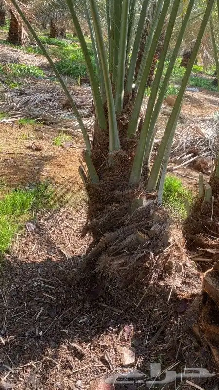نخل فروخ مثمره 0