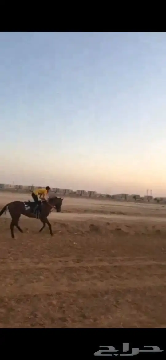 احصان انقليزي 0