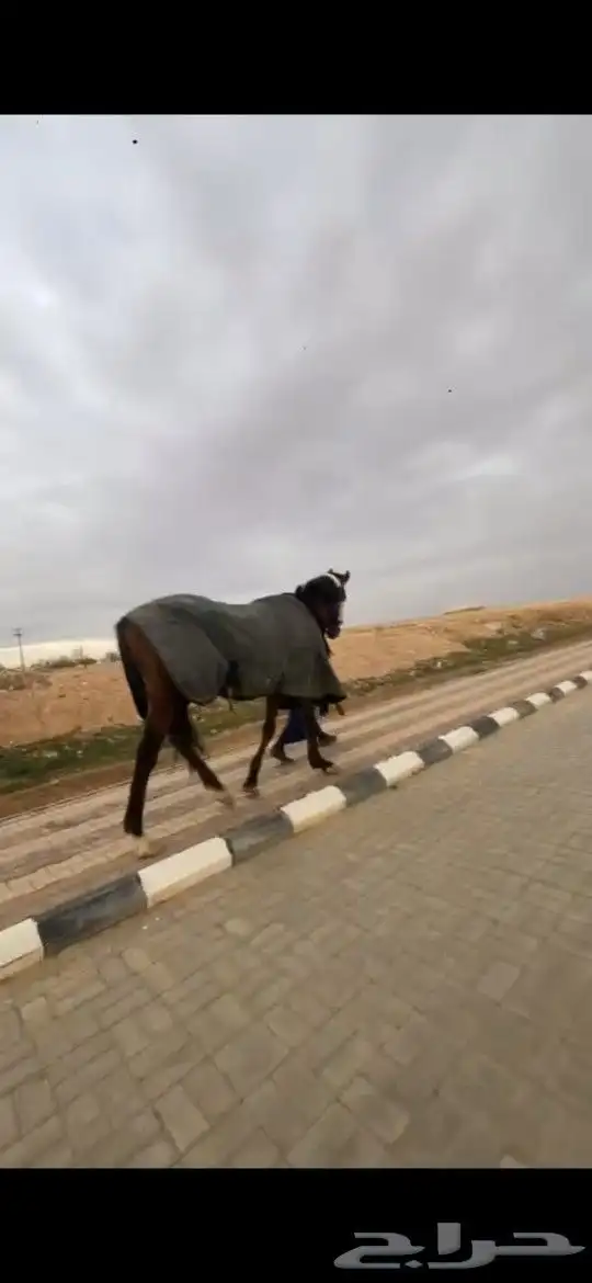 احصان انقليزي 3