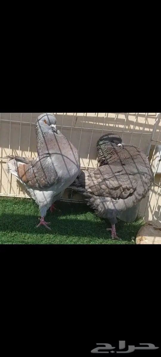 فحول كنوق لافندر 1